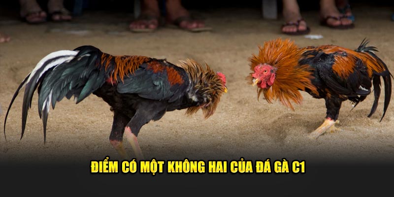 Điểm có một không hai của đá gà C1