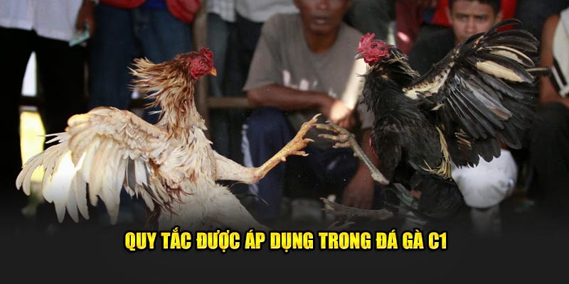 Quy tắc được áp dụng trong đá gà C1