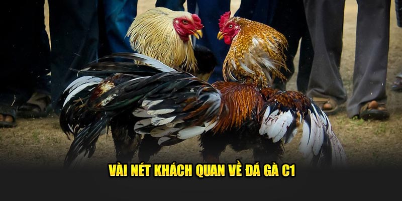 Vài nét khách quan về đá gà C1